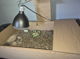 2x tortoises and enclosure.