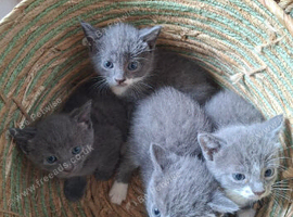 Grey and white kittens