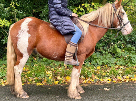 Gorgeous 14.1 gelding