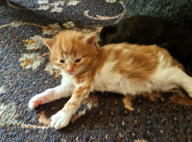 Beautiful Kittens