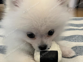 White Pomeranian Puppy For Sale
