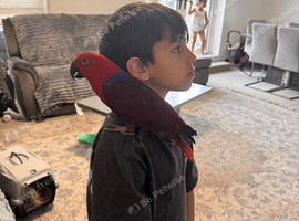 Red-sided Eclectus