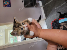 8 weeks old kittens
