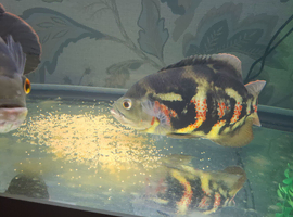 Pair of breeding oscars