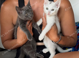 X2 kittens to go together
