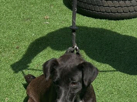 Patterdale bitch