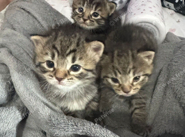 3 beautiful tabby kittens ready 5th July