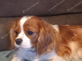 5 GORGEOUS CAVALIER KING CHARLES SPANIEL  PUPPIES FOR LOOKING FOR NEW HOME AND FAMILY!!
