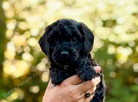 Beautiful cockapoo puppies for sale