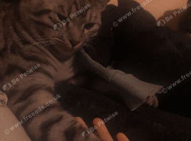 Binx he 8 months old