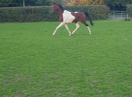 Pintabian stallion for sale