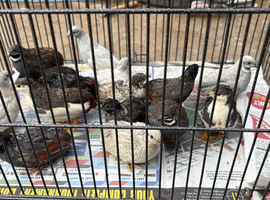 Male button quail