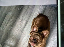 French bulldog