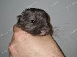 Male Chinchilla Kits Ready To Leave Now