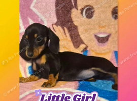 4 beautiful miniature dachshund pups