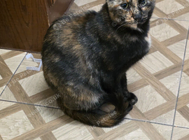 Mix breed tortie cat