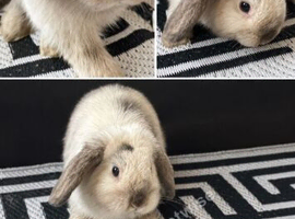 Beautiful Mini Lop Rabbit &ndash; &pound;55