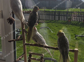 4 cockatiels