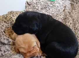 Beautiful Labrador puppies
