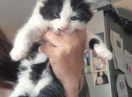 Kittens for sale