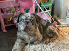 Fluffy Merle frenchie ***stud only***