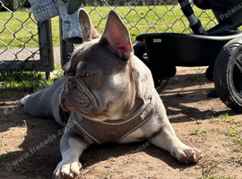 Blue and tan stunning frenchie