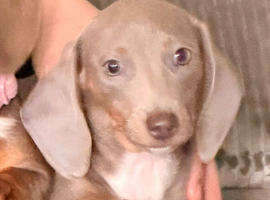 Miniature dachshund baby