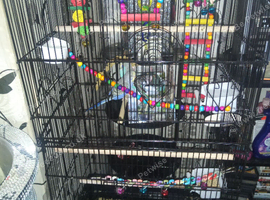 2 lovely budgies