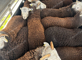 Herdwick lambs