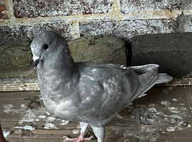 silver baby