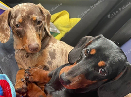 Rehoming my 2 beautiful girls Ellie & Lady
