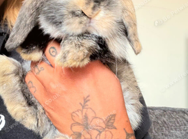 8 weeks old male rabbit Albert