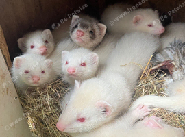 8 week old ferrets for sale