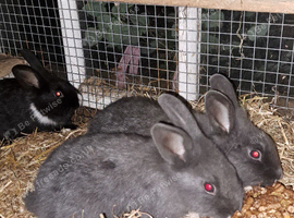 Lionhead x dutch bunnies