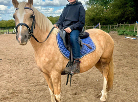PRETTIEST PALOMINO PONY RIVER
