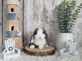 Purebred Mini Lop - Ready Now
