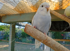 Baby Budgies  Beautiful colours