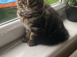 Male kitten