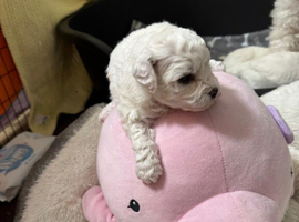 KC Registered Bichon Frise Puppies Champion Bloodlines