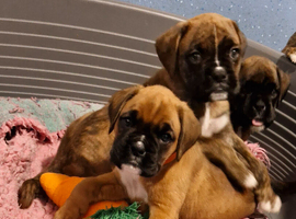 BEAUTIFUL KC PUPPIES