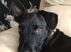 Buddy 1 year old male