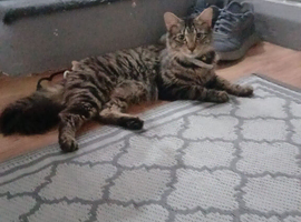 Female kitten
