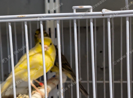 For sale selling as a group 3 Pair of Beautiful Irish Canaries