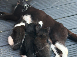 Kittens for sale