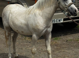 Mitcharon Mr bling