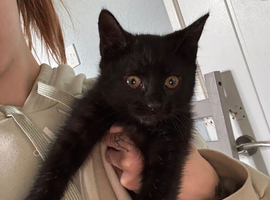 12 week kitten
