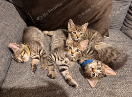 Tabby kittens