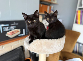 Stunning Black British Shorthair Kittens &ndash; Only 2 Left