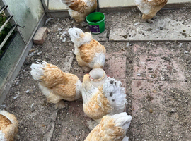 lemon pyle brahma