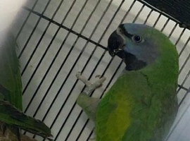 Derbyan parrot 1 year old still baby female